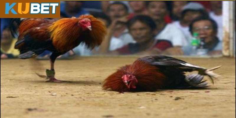 Nguồn gốc và lịch sử đá gà cựa dao